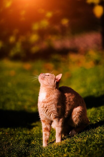 Lindo gato vermelho na grama verde dia de verão