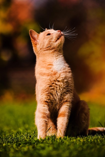 Lindo gato vermelho na grama verde dia de verão