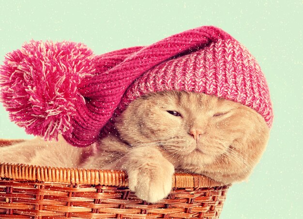 Lindo gato, vestido con gorro de punto con pompón, durmiendo en una canasta