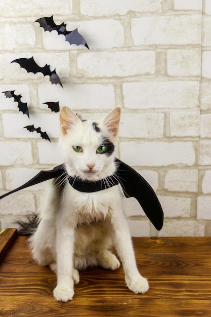 Lindo gato vestindo fantasia de morcego de Halloween