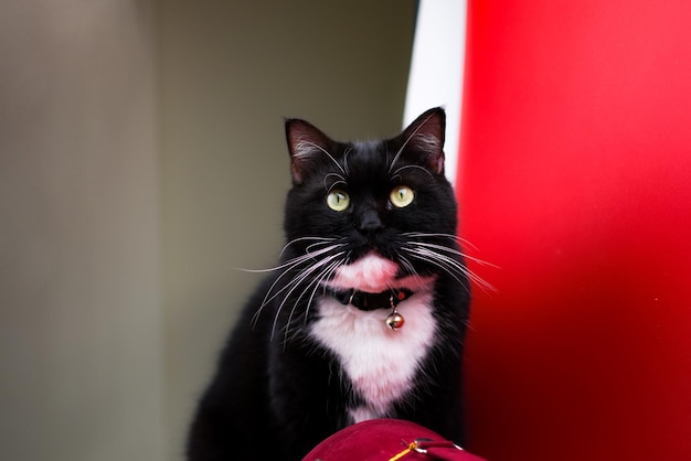 lindo gato con vibraciones navideñas