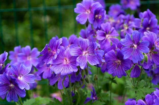 Lindo gerânio boêmio roxo Flores de gerânio lilás no canteiro Fundo bonito Flores rosa e violeta botuns e folhas Jardinagem Canteiro de flores