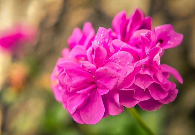 Lindo gerânio com lindo bokeh em plena foto da natureza esplendorosa