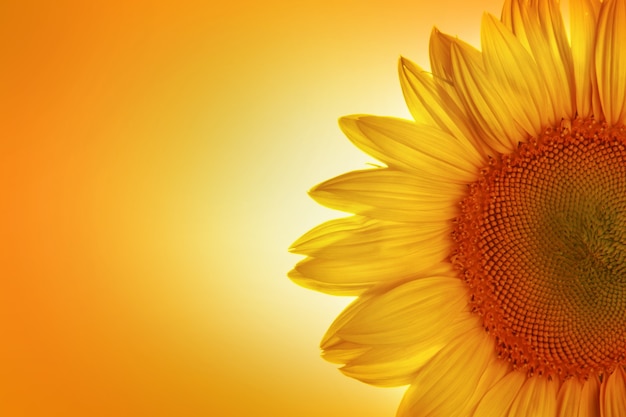 Lindo girassol em flor em fundo laranja
