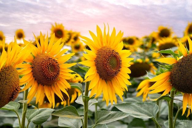 Lindo girassol em um dia ensolarado com um fundo natural Foco seletivo fundo do conceito de agricultura