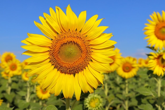 Lindo girassol florescendo nos campos.