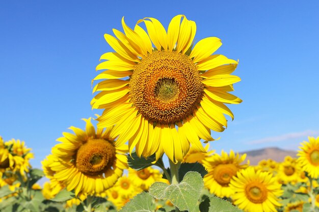 Lindo girassol florescendo nos campos.