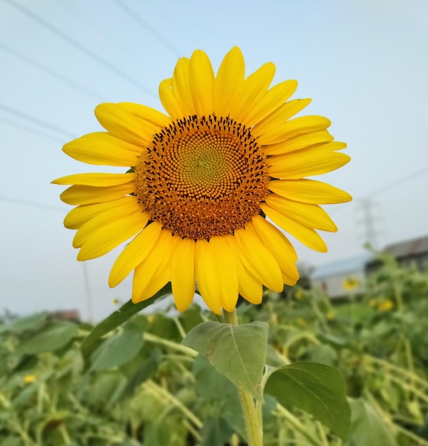 Foto lindo girassol fundo de flores óleo de girassol padrão de girassol logotipo de girassol girassol