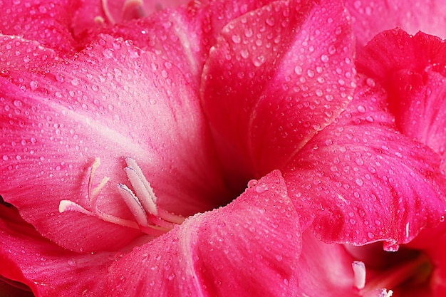 Lindo gladíolo rosa, close-up