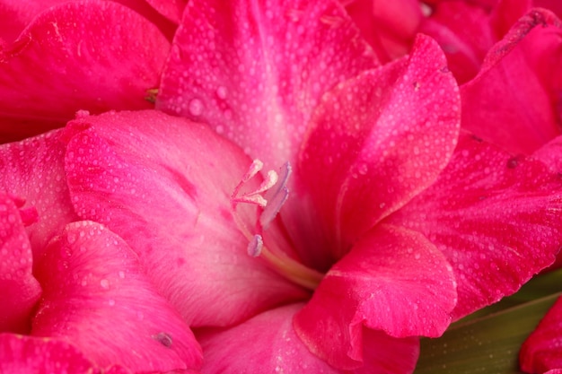 Lindo gladíolo rosa, close-up