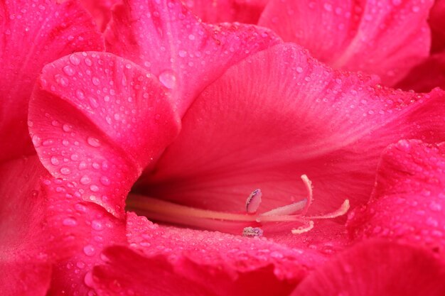 Lindo gladíolo rosa, close-up