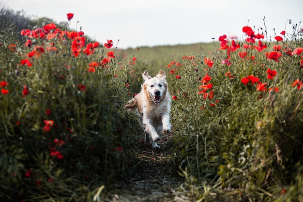 Lindo golden retriever en el campo de amapolas