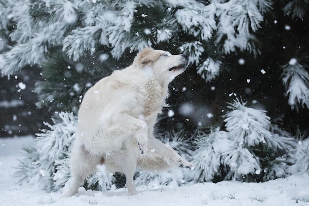 Lindo golden retriever corriendo y jugando en la nieve