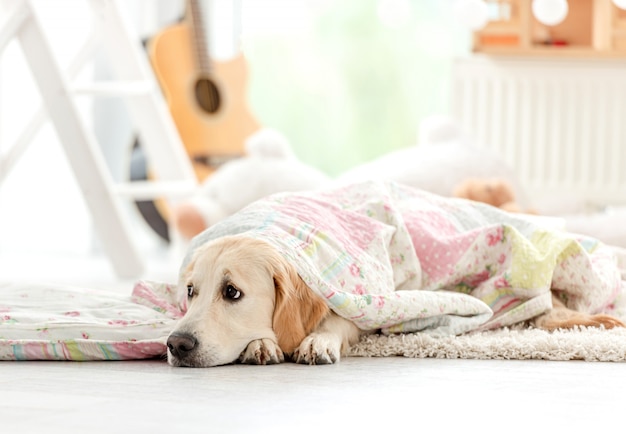 Lindo golden retriever cubierto con una manta