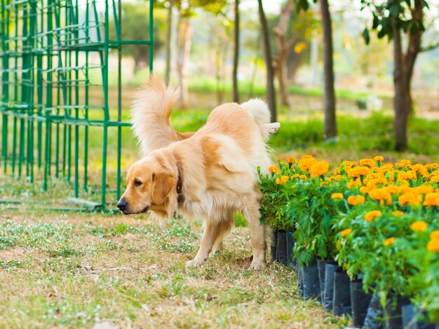 Foto el lindo golden retriever haciendo pipí en el parque en las flores de naranja dispuestas en las ollas