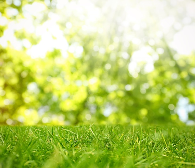 Lindo gramado com grama verde em dia ensolarado Efeito Bokeh