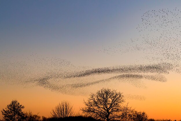 Lindo grande bando de estorninhos. Um bando de pássaros estorninhos voa na Holanda. Murmurações.