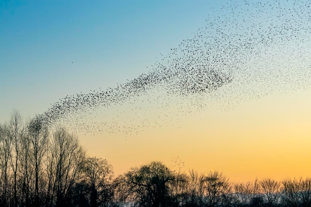 Lindo grande bando de pássaros estorninhos voa na Holanda. Murmurações de Starling.