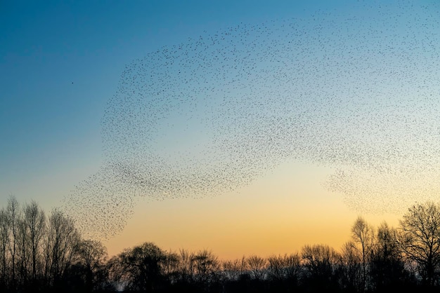 Lindo grande bando de pássaros estorninhos voa na Holanda. Murmurações de Starling.