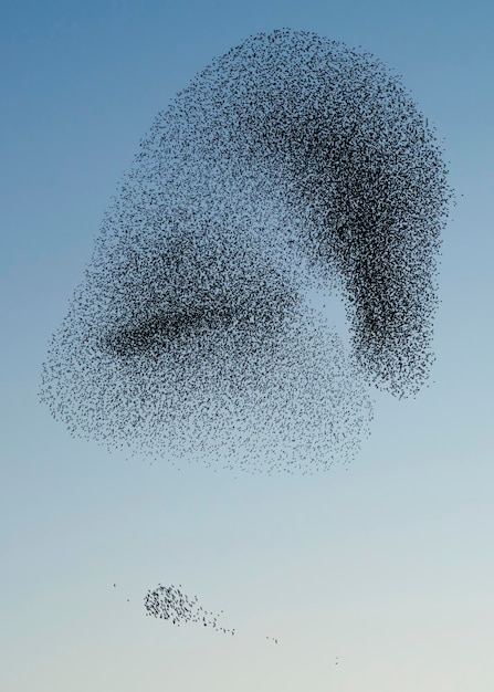 Lindo grande bando de pássaros estorninhos voa na Holanda. Murmurações de Starling.