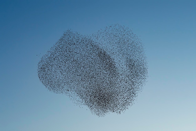 Lindo grande bando de pássaros estorninhos voa na Holanda. Murmurações de Starling.