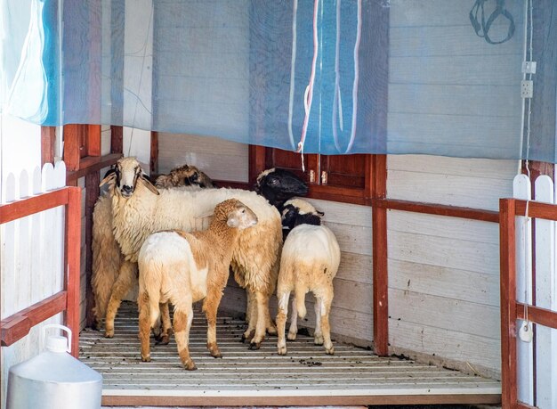 Lindo grupo de ovejas