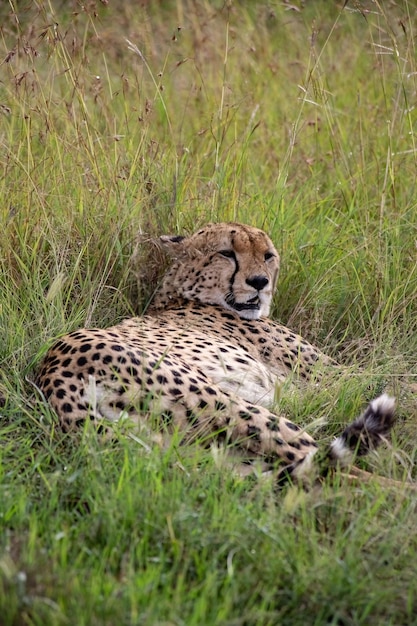 Lindo guepardo salvaje relajándose en la hierba en la Reserva Nacional de Masai Mara en Kenia