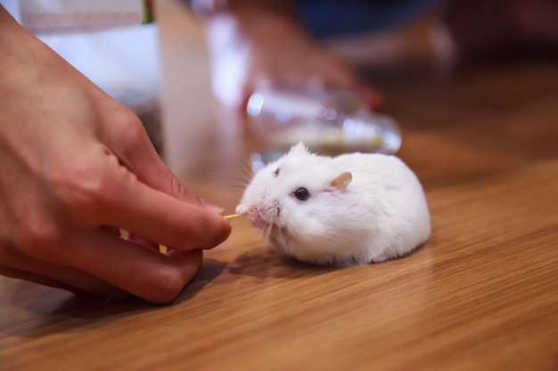 El lindo hámster enano blanco de invierno blanco trata de tomar el palito de comida de mascotas de la alimentación manual del propietario