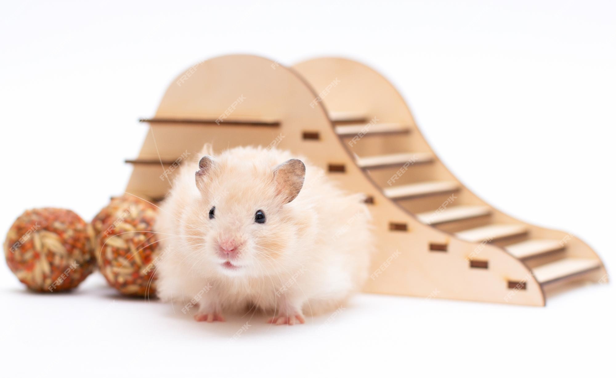 Mouse Isolado Em Um Fundo Branco. Armário Artificial De Brinquedo De Rato.  Imagem de Stock - Imagem de rato, gigantesco: 172980251