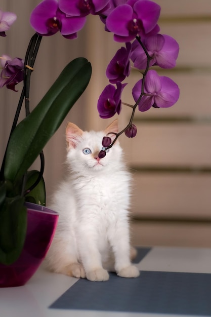 Un lindo y hermoso gatito doméstico con flor de orquídea El gato huele la planta Linda foto de una mascota i