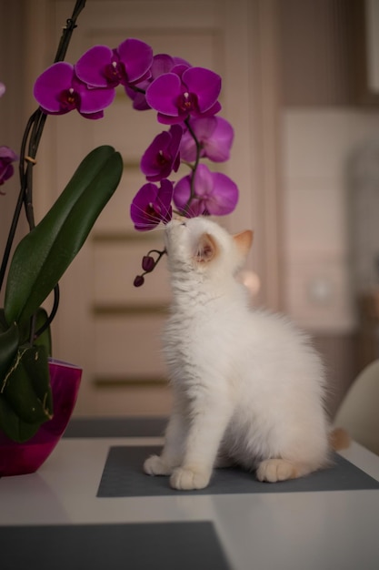 Un lindo y hermoso gatito doméstico con flor de orquídea El gato huele la planta Linda foto de una mascota i