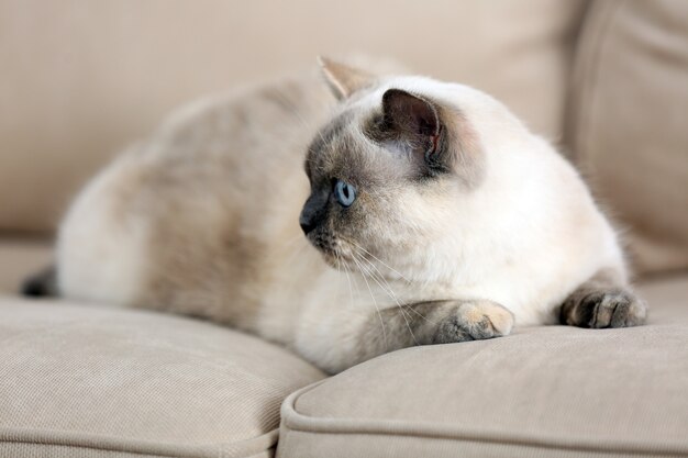 Lindo hermoso gato acostado en el sofá en casa