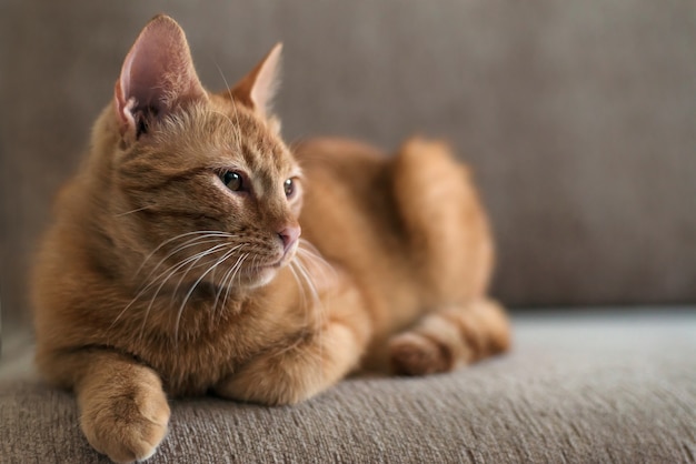 Lindo hermoso gato atigrado de jengibre divertido se encuentra en un sofá, mascotas y concepto de comodidad en el hogar