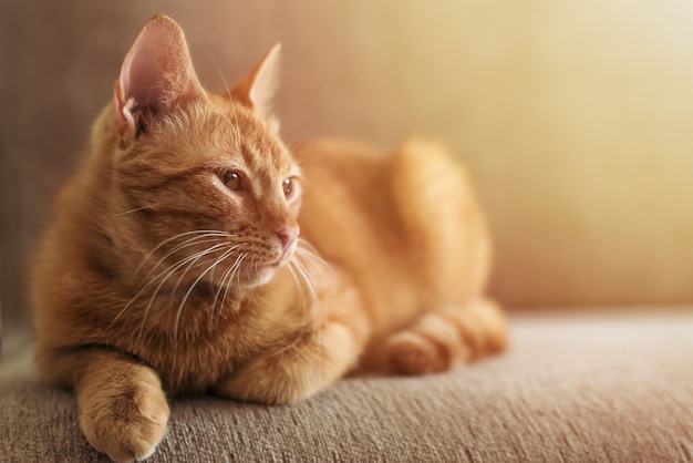 Lindo hermoso gracioso gato atigrado de jengibre se encuentra en un sofá en el sol brillante, mascotas y concepto de protección de muebles