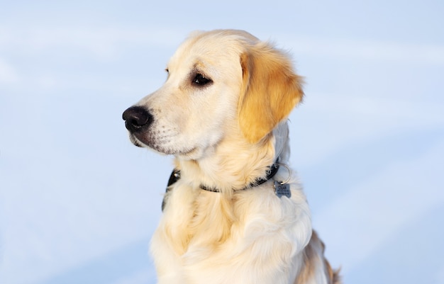 Lindo hocico de perro perdiguero joven sobre fondo nevado