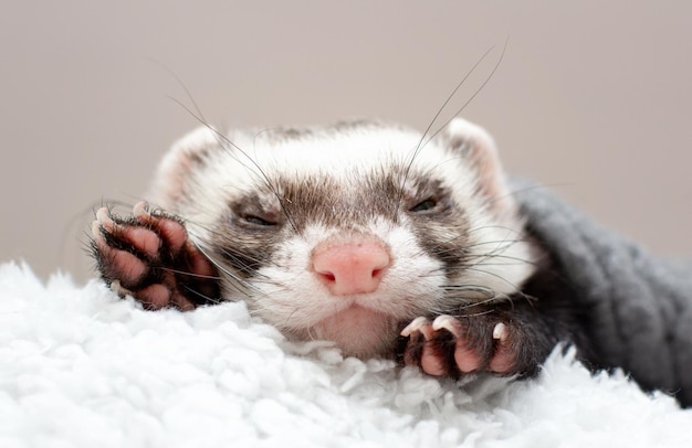 El lindo hurón está durmiendo en la cama.