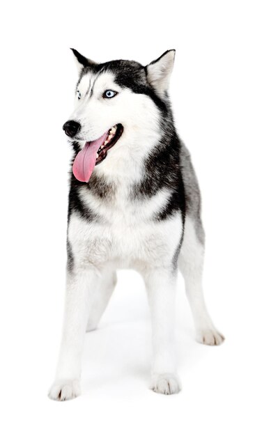 Lindo husky fofo isolado no branco