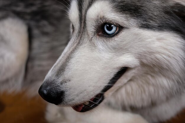 lindo husky fofo senta-se em um sofá de couro marrom retrato de um cão husky cão husky adulto