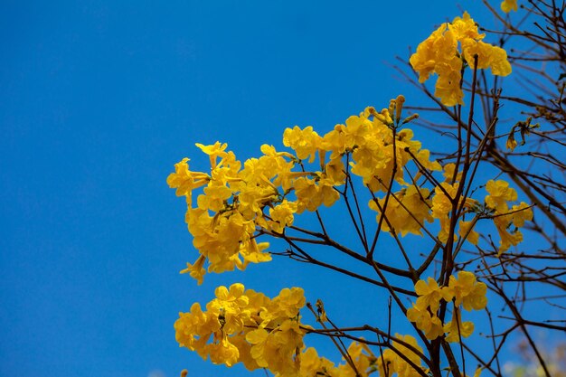 Foto lindo ipê amarelo tipicamente do interior do brasil