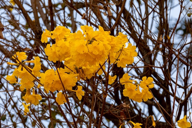 Lindo ipê amarelo tipicamente do interior do Brasil