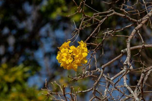 Lindo ipê amarelo tipicamente do interior do Brasil