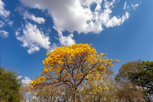 Foto lindo ipê amarelo tipicamente do interior do brasil