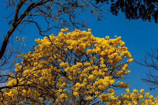 Lindo ipê amarelo tipicamente do interior do Brasil