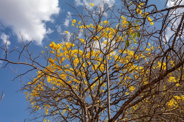 Lindo ipê amarelo tipicamente do interior do Brasil