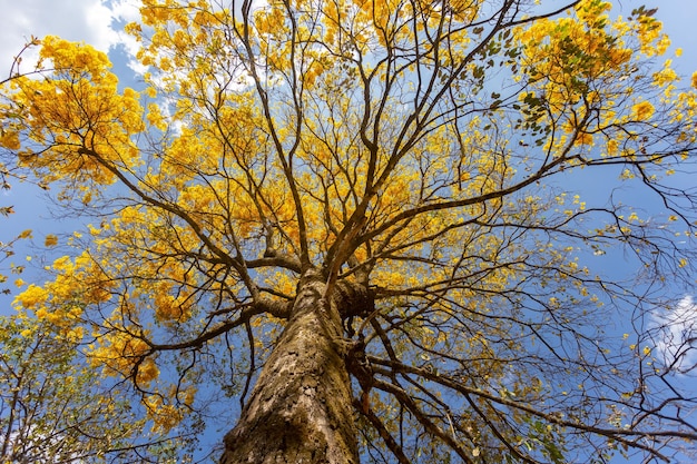 Lindo ipê amarelo tipicamente do interior do Brasil