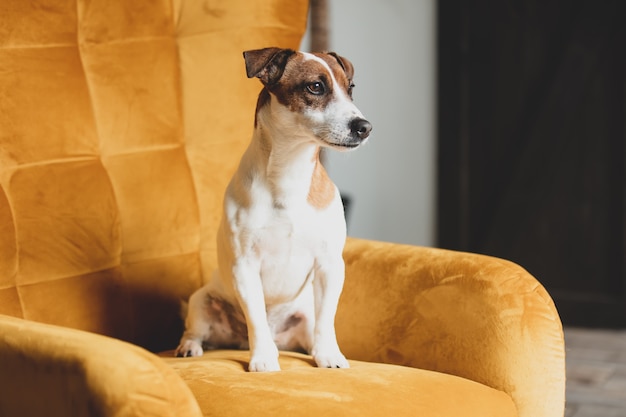 Lindo jack russell terrier sentado en un sillón dorado