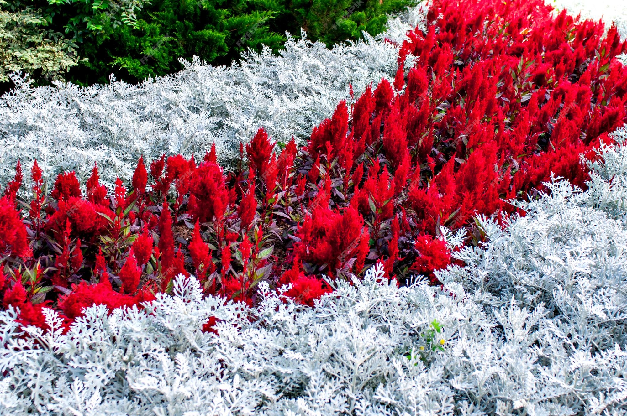 Lindo jardim com plantas vermelhas e brancas le jardin lavender park of  brazil gramadors | Foto Premium