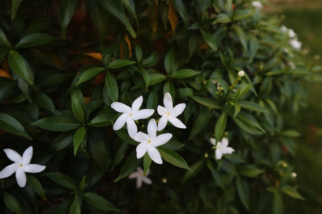 lindo jasmim sampaguita branco florescendo branco na pele de folhas verdes