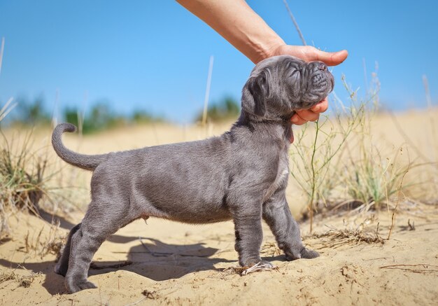 Lindo jovem cachorrinho italiano mastim cana-corso (1 mês) na areia. Vista lateral. O proprietário acariciando seu cachorro.