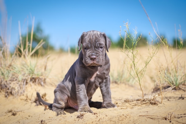 Lindo jovem cachorrinho italiano mastim cana-de-corso na areia em um dia ensolarado.